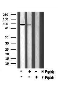 Invitrogen Phospho-DNA ligase IV (Thr650) Polyclonal Antibody 100 &mu;L;