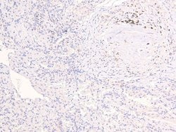 Invitrogen Phospho-KIF1C (Ser1092) Polyclonal Antibody 100 &mu;L; Unconjugated:Antibodies,