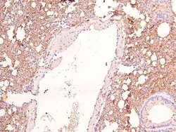 Invitrogen Phospho-KIF1C (Ser1092) Polyclonal Antibody 100 &mu;L; Unconjugated:Antibodies,