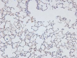 Invitrogen Phospho-KIF1C (Ser1092) Polyclonal Antibody 100 &mu;L; Unconjugated:Antibodies,