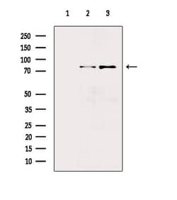 Invitrogen Phospho-PKD2 (Ser812) Polyclonal Antibody 100 &mu;L; Unconjugated:Antibodies,
