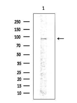Invitrogen Phospho-PKD2 (Ser812) Polyclonal Antibody 100 &mu;L; Unconjugated:Antibodies,