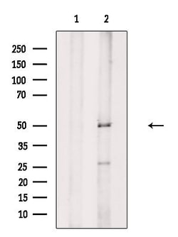 Invitrogen Phospho-PSEN2 (Ser330) Polyclonal Antibody 100 &mu;L; Unconjugated:Antibodies,