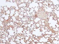 Invitrogen Phospho-VAMP4 (Ser30) Polyclonal Antibody 100 &mu;L; Unconjugated:Antibodies,