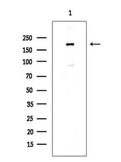 Invitrogen Phospho-EGFR (Tyr998) Polyclonal Antibody 100 &mu;L; Unconjugated:Antibodies,