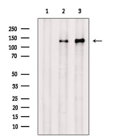 Invitrogen Phospho-EGFR (Tyr998) Polyclonal Antibody 100 &mu;L; Unconjugated:Antibodies,
