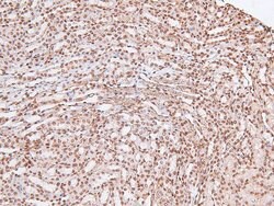 Invitrogen Phospho-EGFR (Tyr998) Polyclonal Antibody 100 &mu;L; Unconjugated:Antibodies,