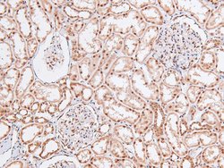 Invitrogen Phospho-STAT4 (Ser721) Polyclonal Antibody 100 &mu;L; Unconjugated:Antibodies,