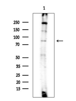 Invitrogen Phospho-STAT4 (Ser721) Polyclonal Antibody 100 &mu;L; Unconjugated:Antibodies,