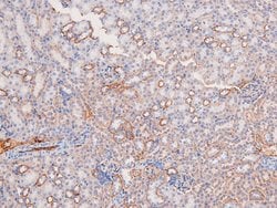 Invitrogen Phospho-BRK (Tyr342) Polyclonal Antibody 100 μL; Unconjugated:Antibodies,