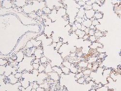 Invitrogen Phospho-BRK (Tyr342) Polyclonal Antibody 100 μL; Unconjugated:Antibodies,
