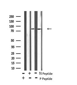 Invitrogen Phospho-BRSK2 (Thr260) Polyclonal Antibody 100 &mu;L; Unconjugated:Antibodies,