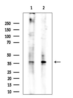 Invitrogen Phospho-CDK1 (Thr161) Polyclonal Antibody 100 &mu;L; Unconjugated:Antibodies,