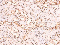 Invitrogen Phospho-CSK (Tyr304) Polyclonal Antibody 100 &mu;L; Unconjugated:Antibodies,