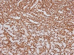 Invitrogen Phospho-CSK (Tyr304) Polyclonal Antibody 100 &mu;L; Unconjugated:Antibodies,
