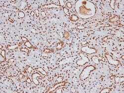 Invitrogen Phospho-CSK (Tyr304) Polyclonal Antibody 100 &mu;L; Unconjugated:Antibodies,