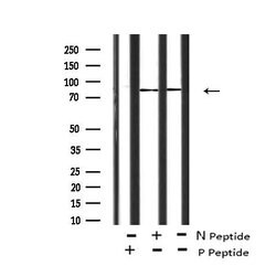 Invitrogen Phospho-FER (Tyr714) Polyclonal Antibody 100 &mu;L | Buy Online | Invitrogen&trade; | Fisher Scientific