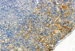 Invitrogen Phospho-FGFR2 (Tyr769) Polyclonal Antibody 100 &mu;L; Unconjugated:Antibodies,