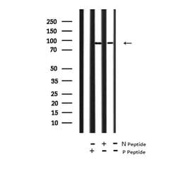 Invitrogen Phospho-FGFR2 (Tyr769) Polyclonal Antibody 100 &mu;L; Unconjugated:Antibodies,
