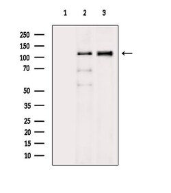 Invitrogen Phospho-FLT3 (Tyr591) Polyclonal Antibody 100 &mu;L; Unconjugated:Antibodies,