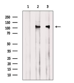 Invitrogen Phospho-FLT3 (Tyr591) Polyclonal Antibody 100 &mu;L; Unconjugated:Antibodies,