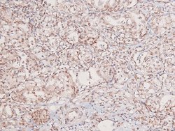 Invitrogen Phospho-GCN2 (Thr899) Polyclonal Antibody 100 &mu;L; Unconjugated:Antibodies,