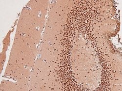 Invitrogen Phospho-GCN2 (Thr899) Polyclonal Antibody 100 &mu;L; Unconjugated:Antibodies,