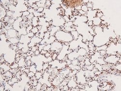 Invitrogen Phospho-GCN2 (Thr899) Polyclonal Antibody 100 &mu;L; Unconjugated:Antibodies,