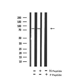 Invitrogen Phospho-IKK epsilon (Ser172) Polyclonal Antibody 100 &mu;L;