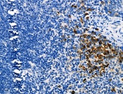 Invitrogen Phospho-JAK3 (Tyr981) Polyclonal Antibody 100 &mu;L; Unconjugated:Antibodies,