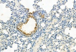 Invitrogen Phospho-JAK3 (Tyr981) Polyclonal Antibody 100 &mu;L; Unconjugated:Antibodies,