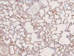Invitrogen Phospho-c-Kit (Tyr568) Polyclonal Antibody 100 &mu;L; Unconjugated:Antistoffer