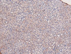 Invitrogen Phospho-LKB1 (Ser334) Polyclonal Antibody 100 μL; Unconjugated:Antibodies,