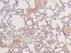 Invitrogen Phospho-LKB1 (Ser334) Polyclonal Antibody 100 μL; Unconjugated:Antibodies,