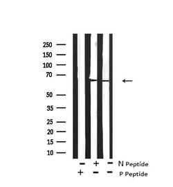 Invitrogen Phospho-LKB1 (Ser334) Polyclonal Antibody 100 μL; Unconjugated:Antibodies,