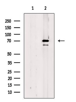 Invitrogen Phospho-MEKK2 (Ser520) Polyclonal Antibody 100 &mu;L; Unconjugated:Antibodies,