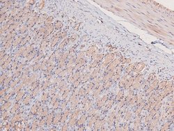 Invitrogen Phospho-MEKK2 (Ser520) Polyclonal Antibody 100 &mu;L; Unconjugated:Antibodies,