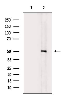 Invitrogen Phospho-MEK5 (Ser311) Polyclonal Antibody 100 &mu;L | Buy Online | Invitrogen&trade; | Fisher Scientific