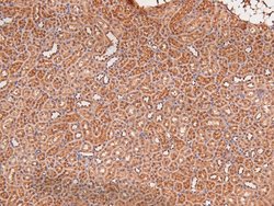 Invitrogen Phospho-MEK5 (Ser311) Polyclonal Antibody 100 &mu;L | Buy Online | Invitrogen&trade; | Fisher Scientific