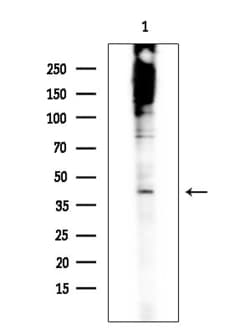 Invitrogen Phospho-MNK1 (Thr250) Polyclonal Antibody 100 &mu;L; Unconjugated:Antibodies,
