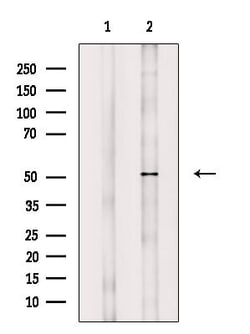Invitrogen Phospho-MNK1 (Thr250) Polyclonal Antibody 100 &mu;L; Unconjugated:Antibodies,