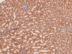 Invitrogen Phospho-MNK1 (Thr250) Polyclonal Antibody 100 &mu;L; Unconjugated:Antibodies,