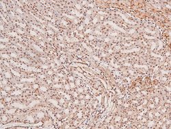 Invitrogen Phospho-MNK1 (Thr250) Polyclonal Antibody 100 &mu;L; Unconjugated:Antibodies,