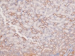 Invitrogen Phospho-MOK (Tyr161) Polyclonal Antibody 100 &mu;L; Unconjugated:Antibodies,