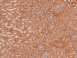 Invitrogen Phospho-MSK2 (Ser196) Polyclonal Antibody 100 &mu;L; Unconjugated:Antibodies,
