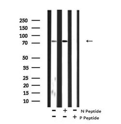 Invitrogen Phospho-MSK2 (Ser196) Polyclonal Antibody 100 &mu;L; Unconjugated:Antibodies,