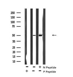 Invitrogen Phospho-MST3 (Thr18) Polyclonal Antibody 100 &mu;L; Unconjugated:Antibodies,