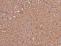 Invitrogen Phospho-ARK5 (Ser600) Polyclonal Antibody 100 μL; Unconjugated:Antibodies,