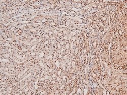 Invitrogen Phospho-ARK5 (Ser600) Polyclonal Antibody 100 μL; Unconjugated:Antibodies,