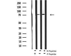 Invitrogen Phospho-ARK5 (Ser600) Polyclonal Antibody 100 μL; Unconjugated:Antibodies,